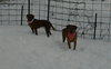 Rosa Roo - ADOPTED 04.05.14