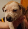 Zj Litter Darby - ADOPTED 02.23.14