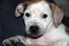 Zj Litter Darby - ADOPTED 02.23.14