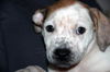Zj Litter Darby - ADOPTED 02.23.14