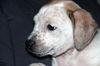 Zj Litter Darby - ADOPTED 02.23.14