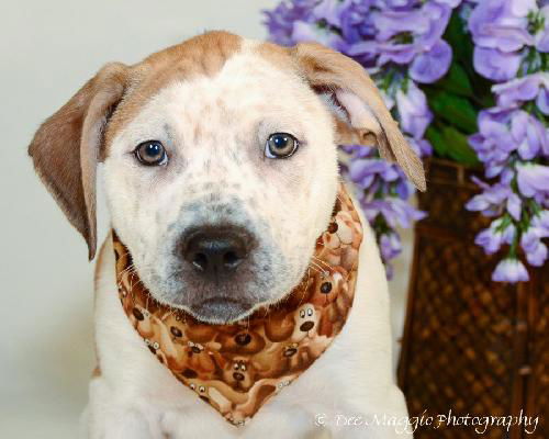Zj Litter Darby - ADOPTED 02.23.14