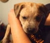 Zj Litter Spike - ADOPTED 02.23.14