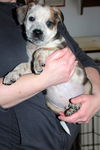 Zj Litter Spike - ADOPTED 02.23.14
