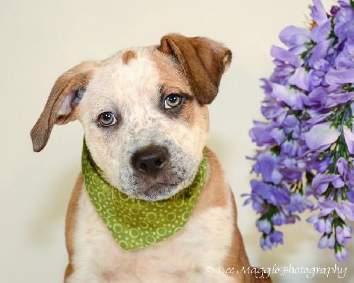Zj Litter Spike - ADOPTED 02.23.14