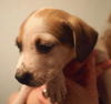 Zj Litter Biscuit - ADOPTED 03.10.14