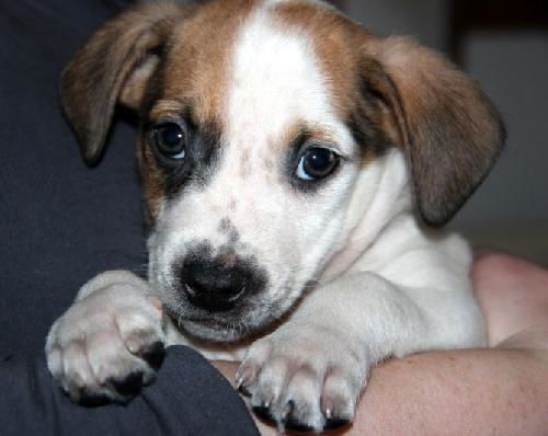 Zj Litter Biscuit - ADOPTED 03.10.14