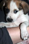 Zj Litter Biscuit - ADOPTED 03.10.14