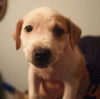 Zj Litter Bessie - ADOPTED 02.22.14