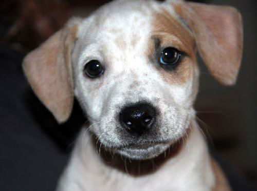 Zj Litter Bessie - ADOPTED 02.22.14