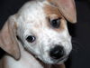 Zj Litter Bessie - ADOPTED 02.22.14