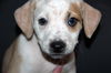 Zj Litter Bessie - ADOPTED 02.22.14