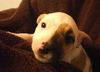 Zj Litter Apricot - ADOPTED 02.23.14