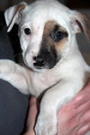 Zj Litter Apricot - ADOPTED 02.23.14