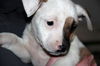 Zj Litter Apricot - ADOPTED 02.23.14