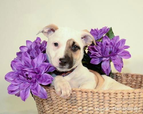 Zj Litter Apricot - ADOPTED 02.23.14