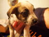 Zj Litter Starbuck - ADOPTED 02.23.14