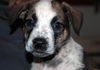 Zj Litter Starbuck - ADOPTED 02.23.14