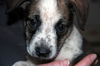 Zj Litter Starbuck - ADOPTED 02.23.14