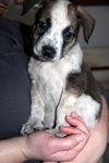 Zj Litter Starbuck - ADOPTED 02.23.14