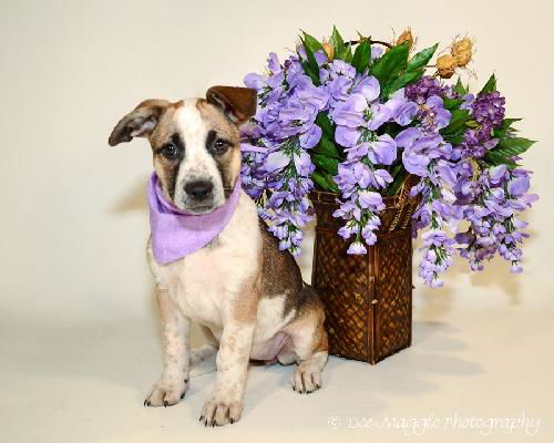 Zj Litter Starbuck - ADOPTED 02.23.14