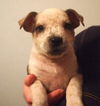 Zj Litter Mrs. Pickles - ADOPTED 02.09.14