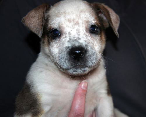 Zj Litter Mrs. Pickles - ADOPTED 02.09.14