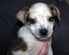 Zj Litter Mrs. Pickles - ADOPTED 02.09.14