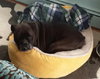 Mora - ADOPTED 03.01.14