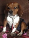 Bitsey-ADOPTED 02.09.14