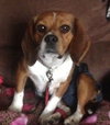 Bitsey-ADOPTED 02.09.14