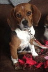 Bitsey-ADOPTED 02.09.14