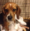 Bitsey-ADOPTED 02.09.14