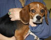 Bitsey-ADOPTED 02.09.14