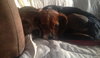 Bitsey-ADOPTED 02.09.14