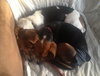 Bitsey-ADOPTED 02.09.14