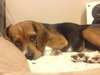 Bitsey-ADOPTED 02.09.14