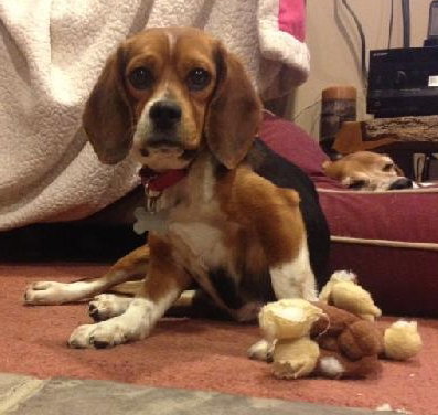 Bitsey-ADOPTED 02.09.14