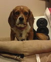 Bitsey-ADOPTED 02.09.14