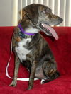 Tristan - ADOPTED 04.01.14