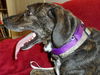 Tristan - ADOPTED 04.01.14