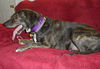 Tristan - ADOPTED 04.01.14