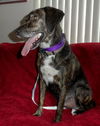 Tristan - ADOPTED 04.01.14