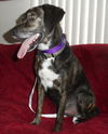 Tristan - ADOPTED 04.01.14