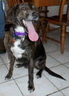 Tristan - ADOPTED 04.01.14