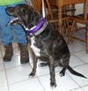 Tristan - ADOPTED 04.01.14