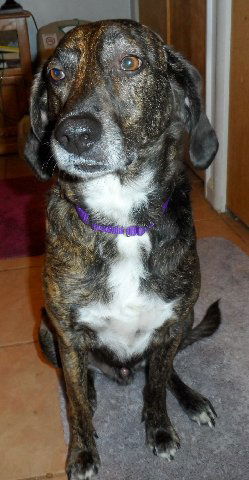 Tristan - ADOPTED 04.01.14