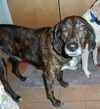 Tristan - ADOPTED 04.01.14
