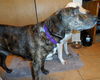 Tristan - ADOPTED 04.01.14