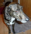 Tristan - ADOPTED 04.01.14